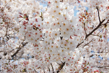  Sakura (Japanese Cherry Blossom)