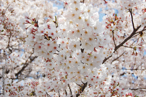 Board z aluminiowym obramowaniem Sakura (japoński kwiat wiśni)