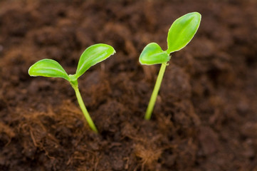 Green seedling growing out of the soil