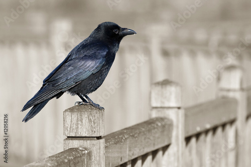 Corbeau Oiseau Noir Malheur Animalier Bec Commun Ville Buy