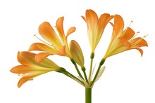 Clivia Orange Flowers