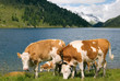 Kühe am Bergsee