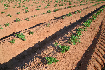 Wall Mural - Potato Crop