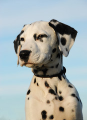 Poster - chiot dalmatien