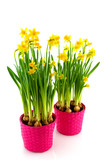 Fototapeta Tulipany - Yellow daffodils