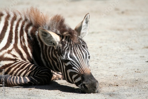 Obraz na płótnie canvas czteroczęściowy "tetraptyk" Zebra - leżący