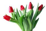 Fototapeta Tulipany - Red tulip on white with clipping path