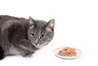 The grey cat eats the cat's canned food