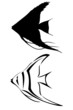 A black tribal angelfish tattoo