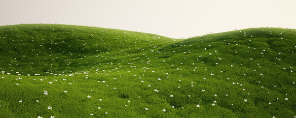 grass field with white flowers