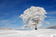 canvas print picture - Baum im Schnee