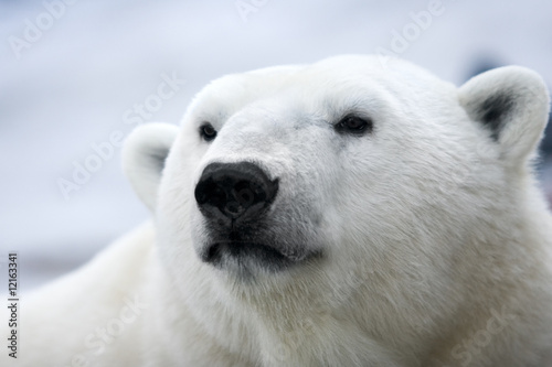 Plakat na papierze fotorealistycznym Niedźwiedź polarny. 