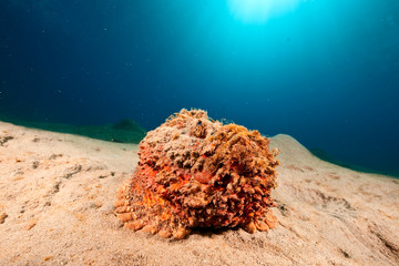 Wall Mural - stonefish