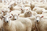 Fototapeta Sawanna - Herd of sheep