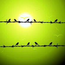 Birds On Wire Silhouette