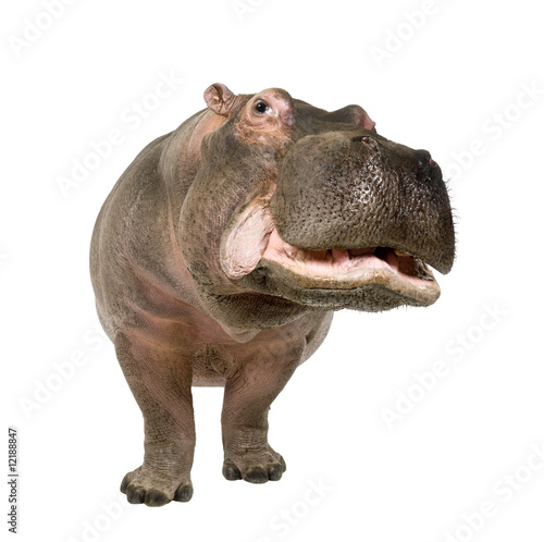 Hippopotamus - Hippopotamus amphibius ( 30 years) Tableau sur Toile