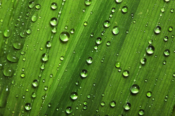 Wall Mural - water drops on leaves