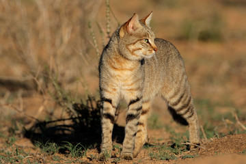 Wall Mural - african wild cat (felis silvestris), kalahari, south africa