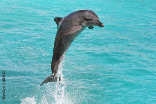 Board z aluminiowym obramowaniem Delfin Butlonoza
