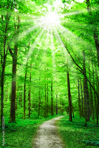 Obraz na płótnie canvas Natura. 