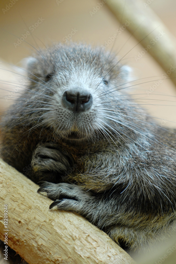 baumratte, ratten, cavy-like rodents, ast Stock Photo | Adobe Stock