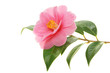 Camellia and branch