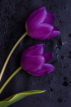 Purple Tulips On Black