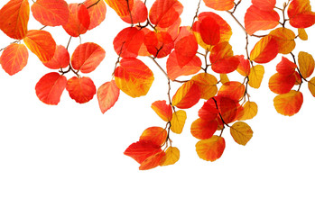 Wall Mural - fothergilla