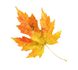 Wall Mural - maple leaf