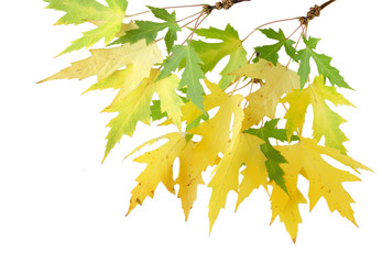 Wall Mural - Silver maple