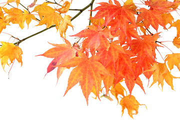 Wall Mural - Red maple branch