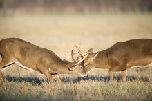 Two Whitetail Bucks Fighting