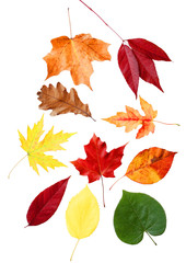 Wall Mural - Autumn Leaves