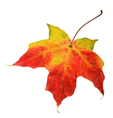 Wall Mural - Maple leaf