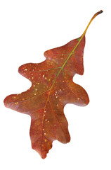 Wall Mural - Oak leaf