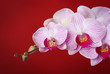 Orchid on dark red background