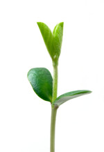 Small Plant Of Soy