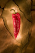 Red Chili Pepper photographed on a piece of sandstone.