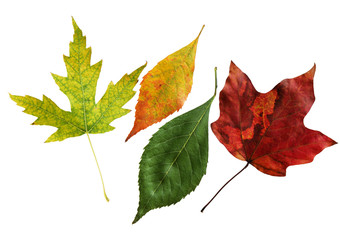 Wall Mural - Four Leaves