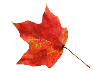 Wall Mural - Maple Leaf