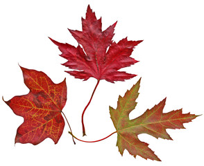 Wall Mural - Three maple leaves