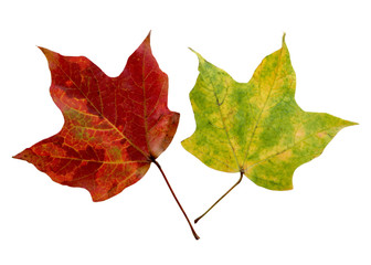 Wall Mural - Two Maples Leaves