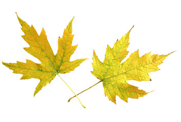 Wall Mural - Two Mapple Leaves