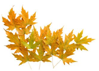 Wall Mural - Leaves