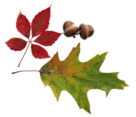 Wall Mural - Leaves and acorn