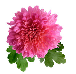 Wall Mural - Pink Mum