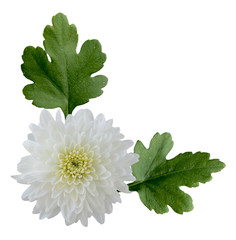 Wall Mural - White Mum