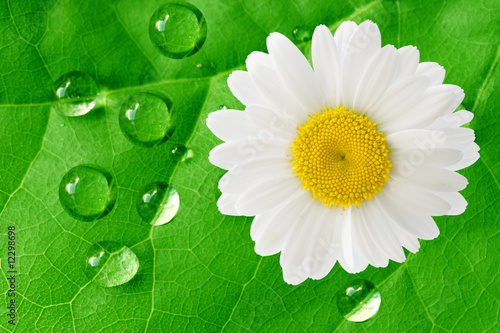 Naklejka dekoracyjna White daisy and raindrops