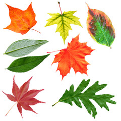 Wall Mural - Set of Leaves