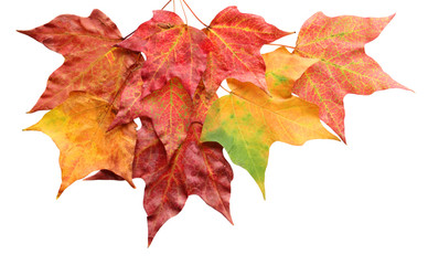cluster of maple leaves